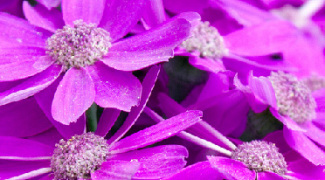 The Health and Work Benefits of Plants [Infographic] Featured Image