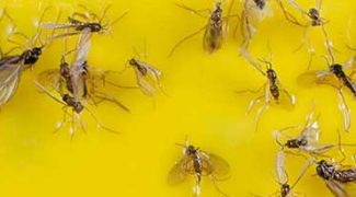 Don’t Let Fungus Gnats Plague Your Interiorscape Accounts Featured Image