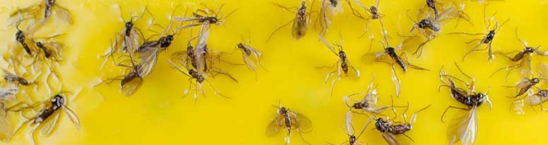 fungus gnats