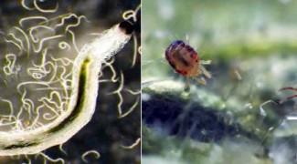 “Green” Ways to Control Fungus Gnats and Spider Mites [PHOTOS] Featured Image