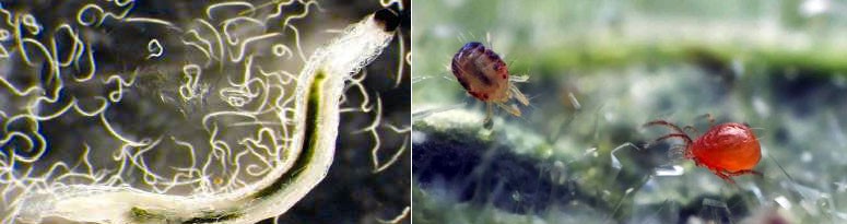 green ways to control fungus - featured image