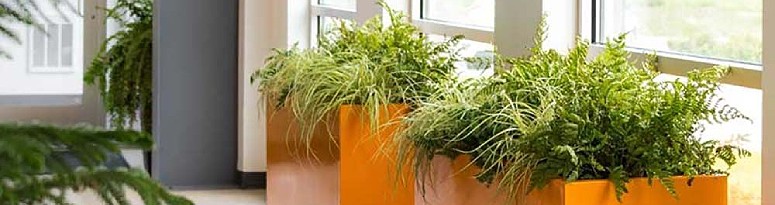 Indoor office corridor lined with bright orange planters filled with lush greenery by windows