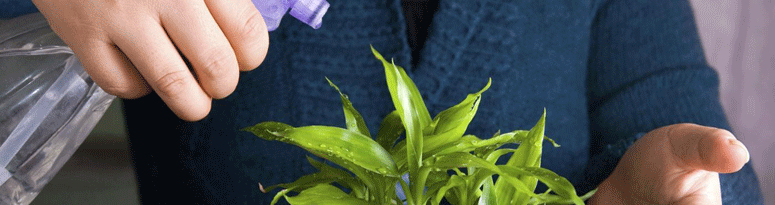 enjoy plant maintenance