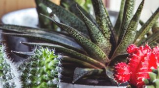 Six Popular Plant Care Myths Debunked Featured Image
