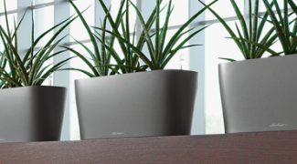 Can Plants Help Your Headache? Featured Image