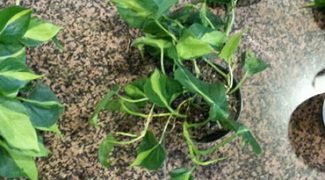 Strategic Planning for Plant Replacements in Client Accounts Featured Image