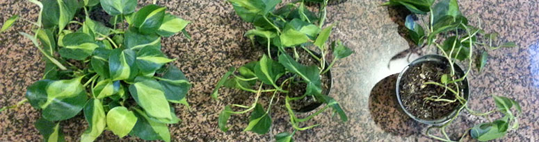 Progression of pothos plants from healthy to declining, showing when replacements are needed in client accounts