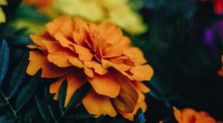 How to Choose the Right Color for Your Interiorscape Brand Featured Image