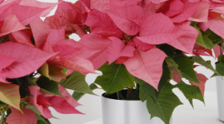 Refreshed Holiday Planter Ideas Featured Image