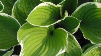 3 Tips for Successfully Growing Hostas in Pots Featured Image