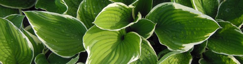 A close-up of lush green hosta plants with variegated leaves edged in white