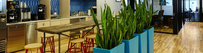 Snake plants in bold blue planters showcase modern interiorscape design in a bright office workspace