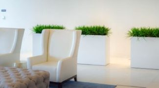 Interiorscaping Tips to Help Plants Live Longer Featured Image
