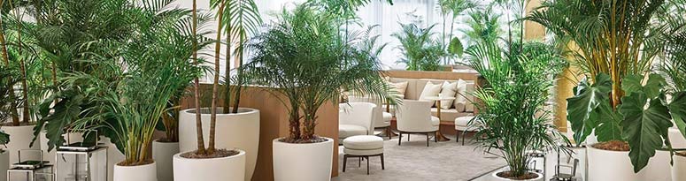 An open office space with several large round white containers filled with tropical plants