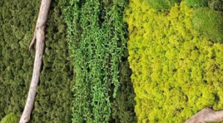 Buying Preserved Moss: What to Look For Featured Image