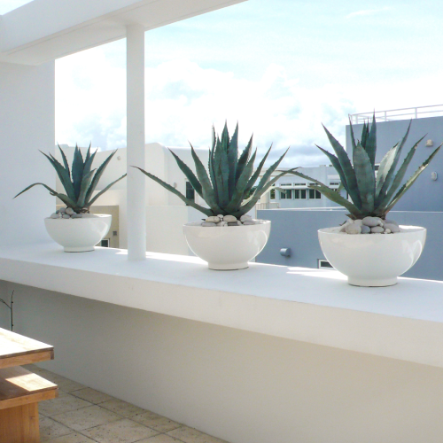 three white bowl planters with planted agave sitting on ledge