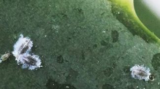 3 Proven Natural Pest Control Methods for Plant Techs Featured Image