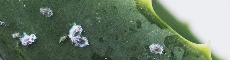A closeup of mealybugs on a plant leaf