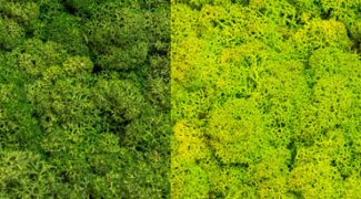 Why Moss Walls [Infographic] Featured Image