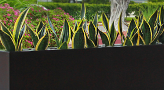 Choosing the Most Durable Outdoor Planter: Fiberglass, Metal, Plastic Featured Image