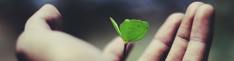 a person holding a small plant, symbolizing the act of nurturing and caring for its development
