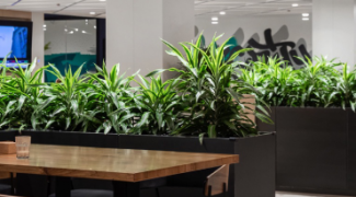 Reducing Office Noise with Sound Absorbing Indoor Plants Featured Image