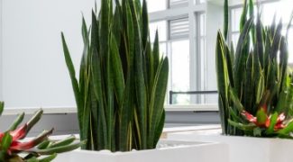 Office Plants: Breathing Life Into Productivity and Well-Being Featured Image