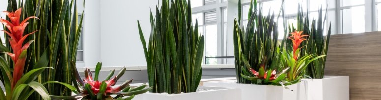a line of white rectangular planters filled with vibrant plants decorate an office space