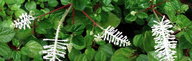 peperomia fraseri - featured image