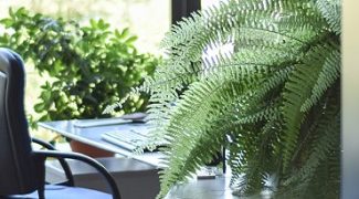 An Interiorscaper’s Guide to Managing Personal Plants in Commercial Settings Featured Image