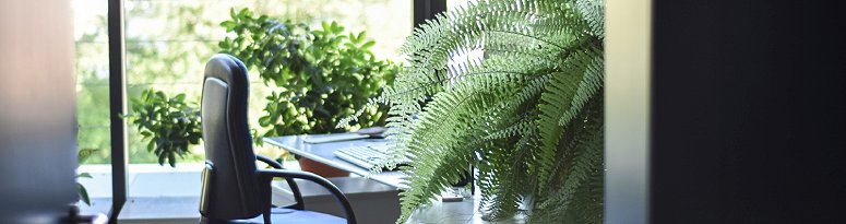 An employee's personal plants sit on a sunny office windowsill and desk.