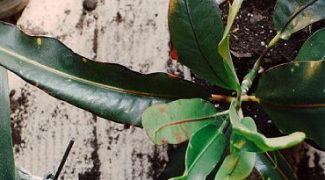 Blessings in Disguise: Why Plant Mishaps Can Be a Good Thing Featured Image