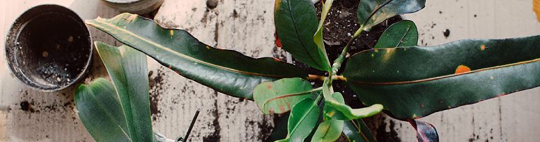 An overhead view of two potted plants, one with damaged leaves and spilled spoil.