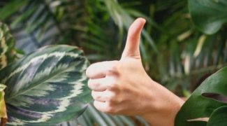 How to Start a Profitable Plant Rental Business Featured Image