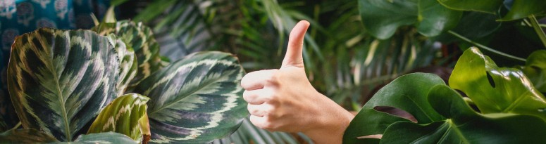thumbs up in the center of vibrant green plant foliage