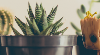 Plant People: Share the Interiorscape Knowledge Featured Image