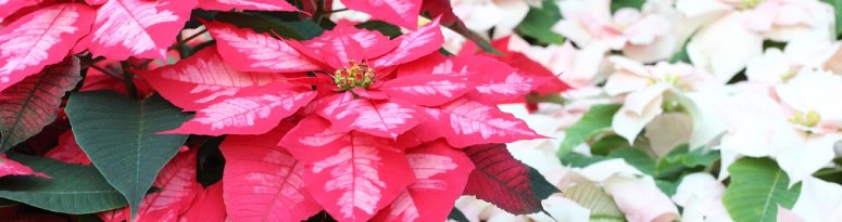 Bright pink and white poinsettias in full bloom, showcasing their colorful bracts and lush green foliage