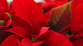 Three Common Poinsettia Plant Myths Featured Image