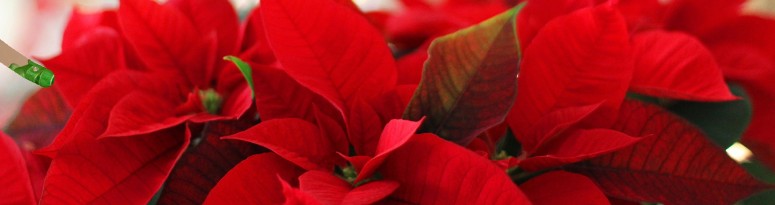 vibrant red foliage of a poinsettia plant