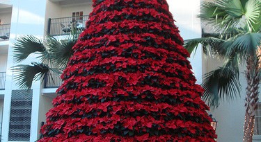 4 ways to extend your first poinsettia - featured image