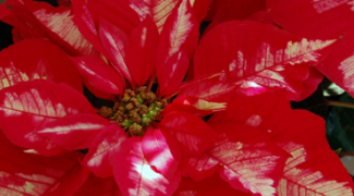 How Poinsettias Became a Holiday Staple for Interiorscapers Featured Image