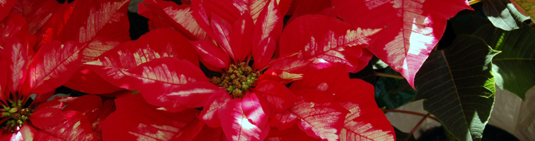 poinsettias