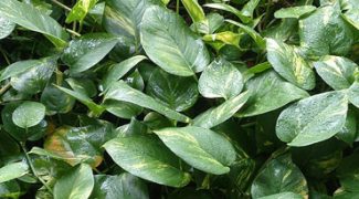 When Is a Pothos Not a Pothos? Featured Image