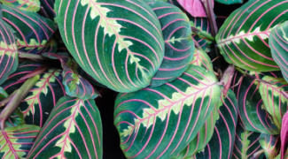 The Circadian Rhythm in Plants May Improve Our Lives Featured Image