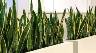 Using Plant Containers to Create Privacy and Divisions in Open Office Spaces Featured Image