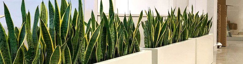 a line of white rectangular plant containers filled with snake plants creates privacy in an open office space