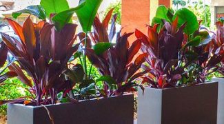 The Pros and Cons of Fiberglass Planters Featured Image