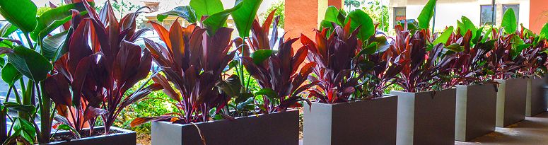 A row of dark gray rectangular fiberglass planters with vibrant green and purple plants along an outdoor walkway