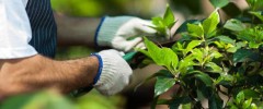 a plant technician performing plant maintenance for more robust growth