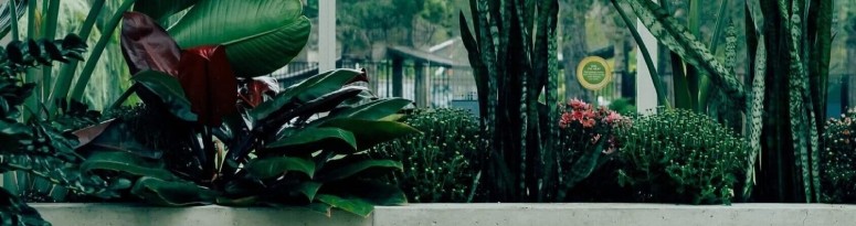 Various tropical plants with large green leaves in front of a glass window, creating a serene atmosphere